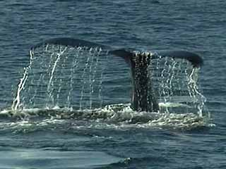 صور Cape Cod Whale Watching ألحيوَانَات